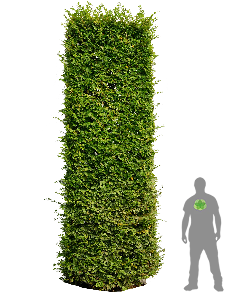 Hedge editing European hornbeam Tree, tree, grass, spruce, biome png
